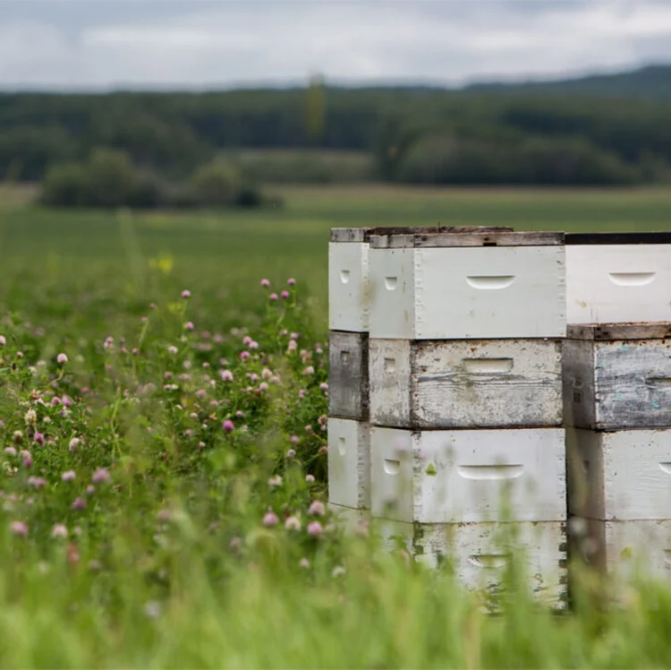 Peace River Honey Farming